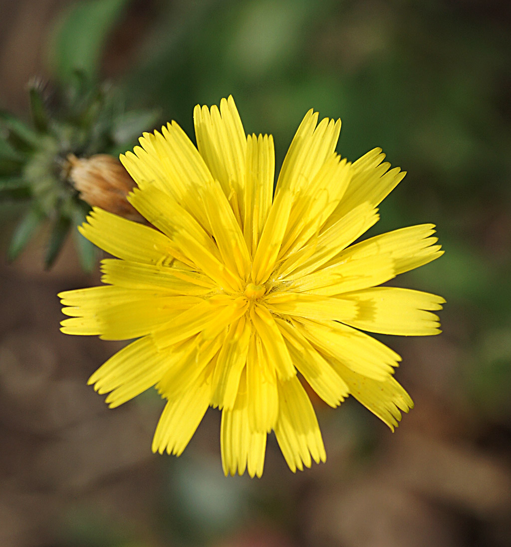 Aiuto determinazione - Asteraceae